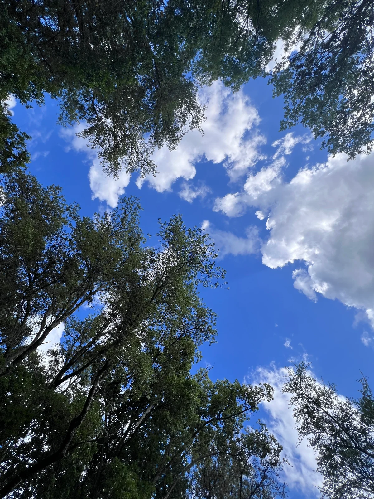 Original canopy photo